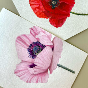 "Pink poppy flower"