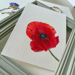 "Red poppy flower"